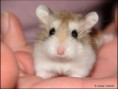 /album/foto/a23-cute-hamster-jpg/